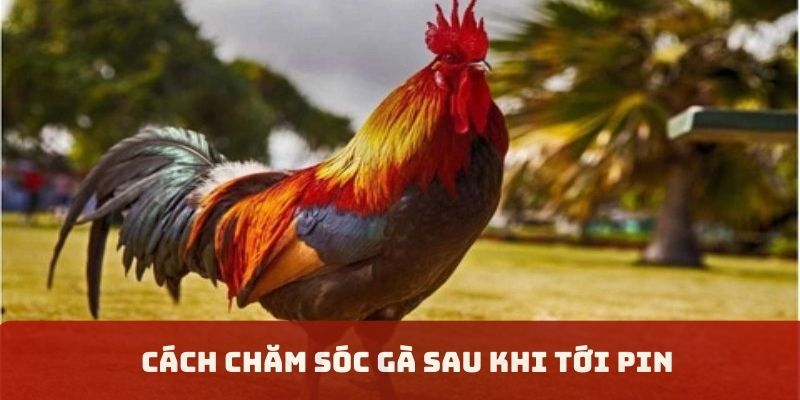 Cách chăm sóc gà sau tới pin