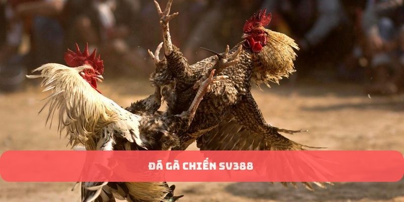 Đá gà chiến kê SV388